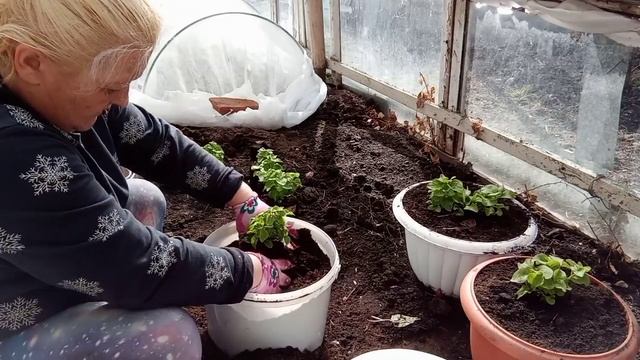 ?Пересадка петуньи в кашпо? смотреть онлайн