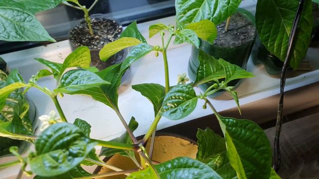 12 марта. Как поживают перцы суперхоты. Каролинский жнец. смотреть онлайн