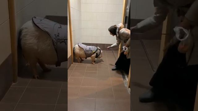 Свинья не хочет ехать в лифте смотреть онлайн