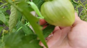 Этот ТОМАТ обязательно буду Выращивать! Мясистый Сахаристый Вкусный!