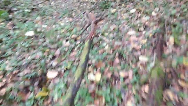 Грибы Смоленск Опята 2020 смотреть онлайн