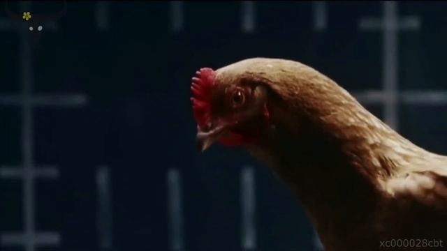 Chicken Dance | Funny Chicken Song | The Hens Song