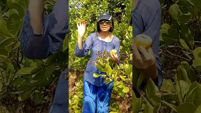 Как растет кешью? смотреть онлайн