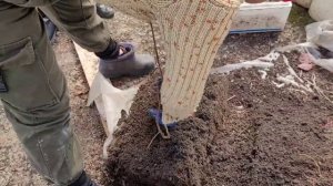 Малина ВАЙОЛЕТ, закладываем маточный корень на проращивание!