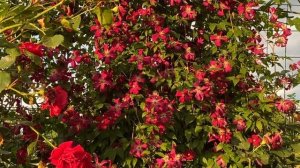 ХЛОРОЗ  У КЛЕМАТИСОВ.  КАК и ЧЕМ ЛЕЧИТЬ???  ЭТО ПРОСТО !!!