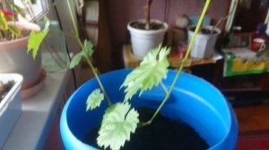 Виноград в квартире из косточки - 1 часть