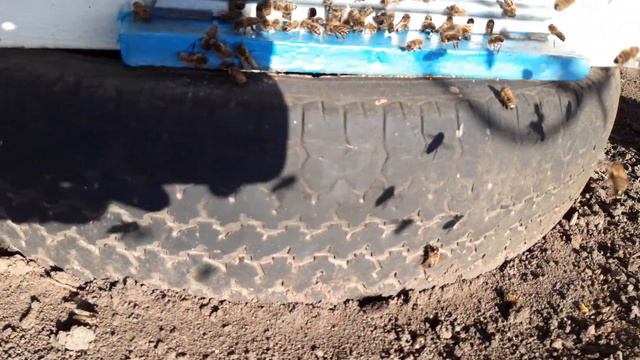 А трутні перезимували, запрошую на обліт маток 04.03.2020 смотреть онлайн