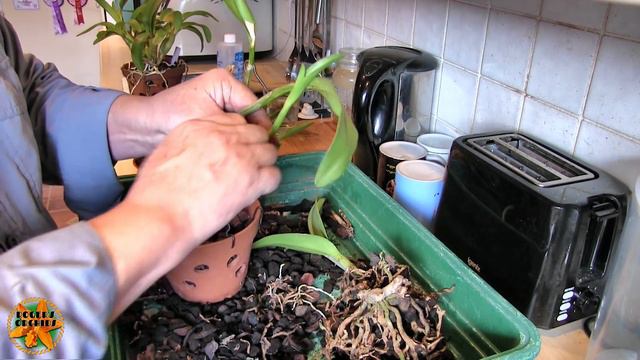 Kitchen Time! - Sorting Out the Cattleyas in Holey Clay Pots (Pt 1) смотреть онлайн
