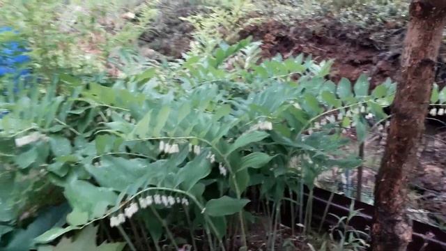 Соломонова печать или Купена. Растение для тенистых мест. смотреть онлайн