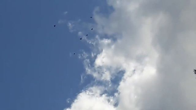 Осень , Голуби , Линька , Сильный ветер смотреть онлайн