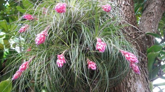 Тилландсия смотреть онлайн