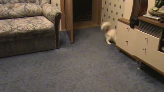 Американский керл (American curl) 2 смотреть онлайн