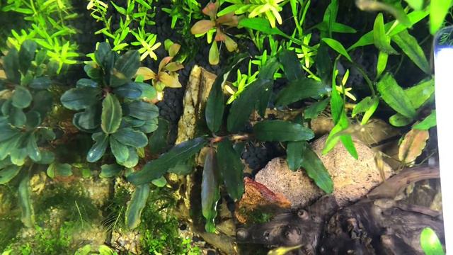 Аквариум 30 л с буцефаландрами смотреть онлайн