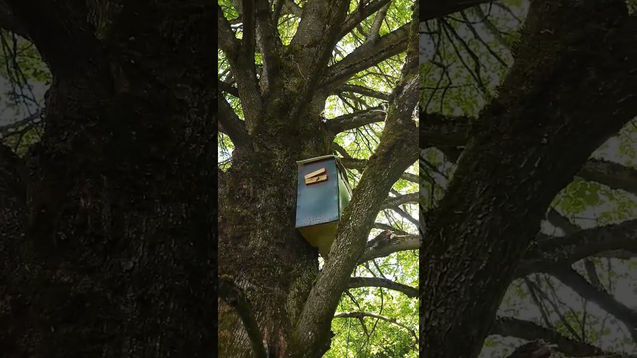 Сезон роеловства. 2 из 5! #мотопчел смотреть онлайн