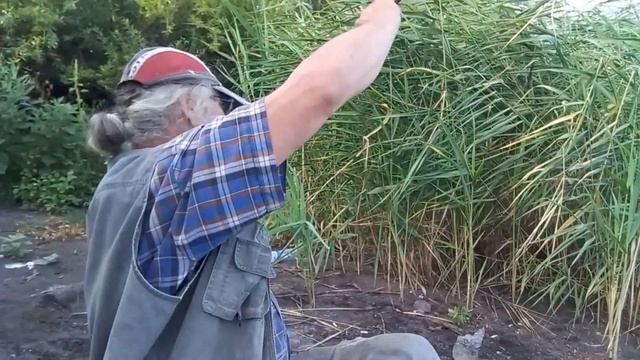 ЛОВЛЯ КАРАСЯ в жару на поплавочную удочку смотреть онлайн