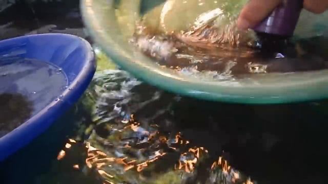 Fantastic Rogue river GOLD! Over 1 ounce day 6-17-15 смотреть онлайн