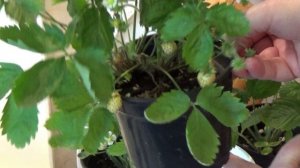 Земляника ремонтантная, безусая. Обзор сортов.