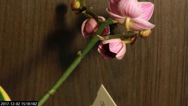 testing timelaps on sogo vivien variegated смотреть онлайн