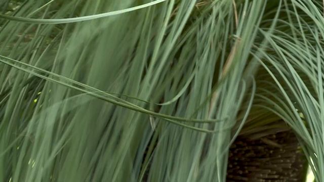 Планета Университет. Ботанический сад.