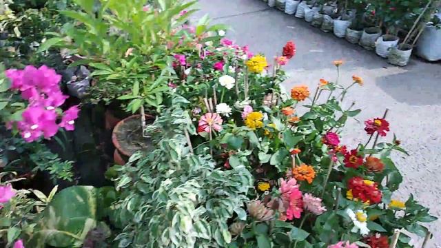 Bougainvillea bonsai смотреть онлайн