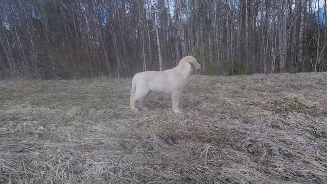 Джастин смотреть онлайн
