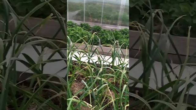 Засолка чесночных стрелок. смотреть онлайн