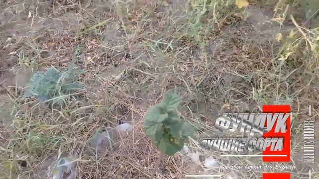 Саженцы фундука. Отчет состояния двухлетних отводков на осень #СаженцыФундукаСортКаталонский смотреть онлайн