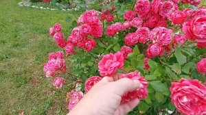 Восхитительное цветение канадской розы "Александр Маккензи"