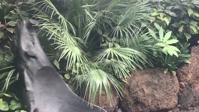 ТЕНЕРИФЕ. Прогулка по зоопарку Jungle Park. 27/12/2020 смотреть онлайн