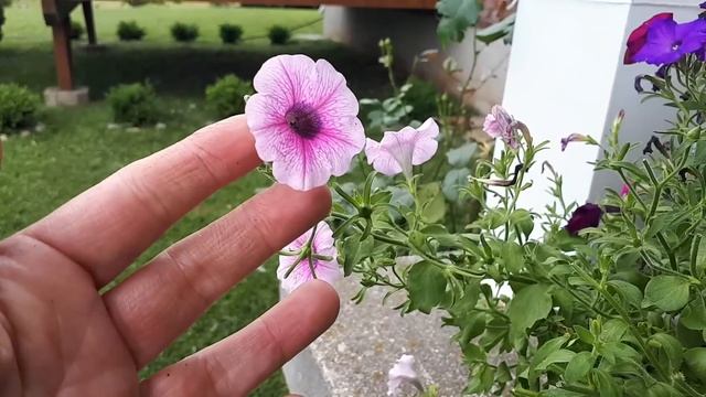 How to Fix Lifeless Hanging Flower Baskets! (Leggy Petunias) смотреть онлайн