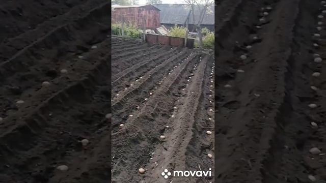 посадка картошки культиватором тарпан смотреть онлайн