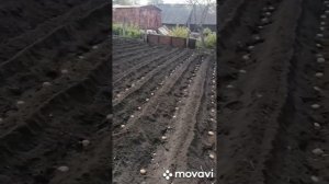 посадка картошки культиватором тарпан
