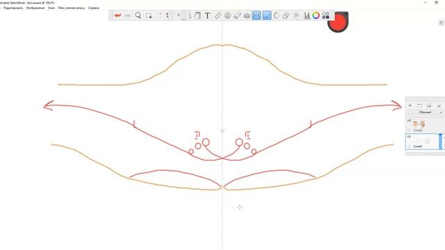ЦНС, строение моста (pons)