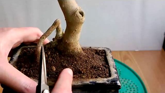 BONSAI-FRAXINUS смотреть онлайн