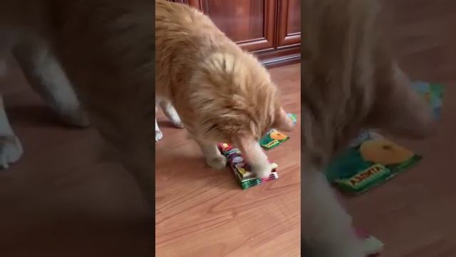 05.10.2016 - котик Рыжик (теперь Сенька) уехал домой (видео из дома) смотреть онлайн