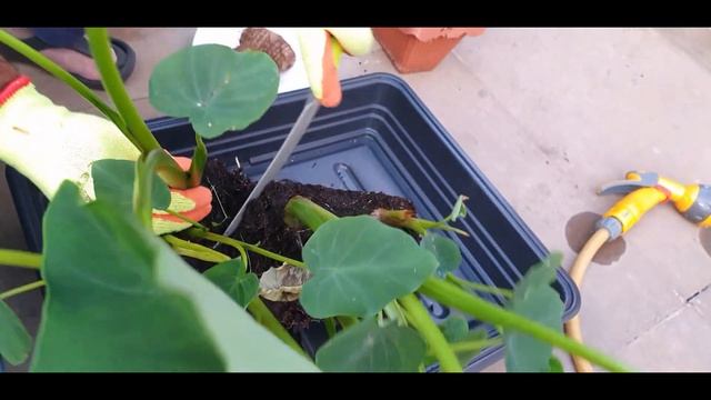 How to Grow Taro Plants | Colocasia | Muki | Kochu | কচু | смотреть онлайн