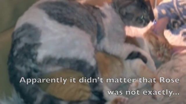 The Rape of Tokyo Rose смотреть онлайн