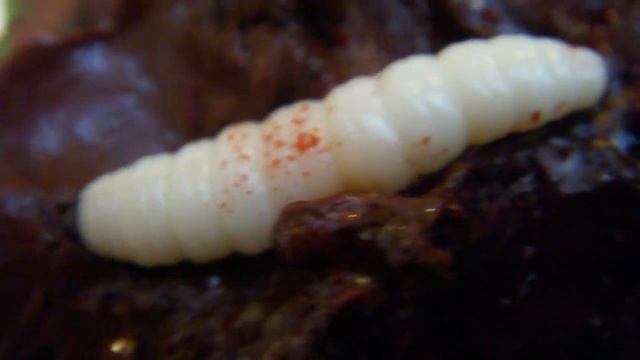 Грим на хэллоуин подготовка.mp4