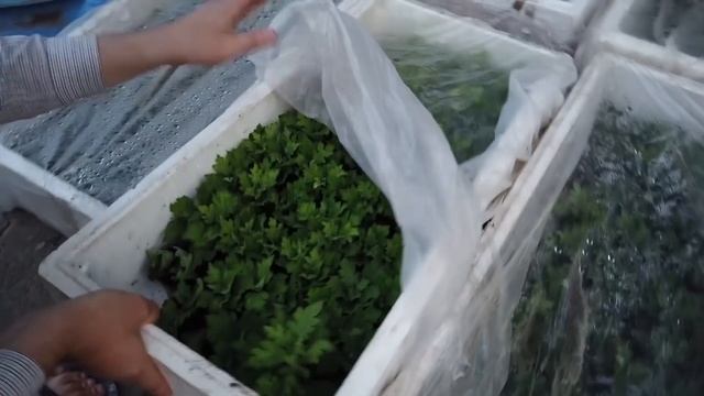 Как ВЫРАСТИТЬ и ЗАРАБОТАТЬ на ХРИЗАНТЕМЕ? смотреть онлайн