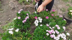 Остеоспермум как прищипнуть для хорошего разрастания.