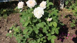 Роза Клэр Остин - первогодка?