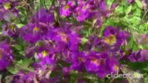 Мама Отличника. Ванильная семья. НИНА ШИ.