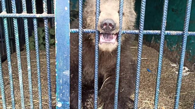Привет, Юлька😂👍🐻❤ смотреть онлайн