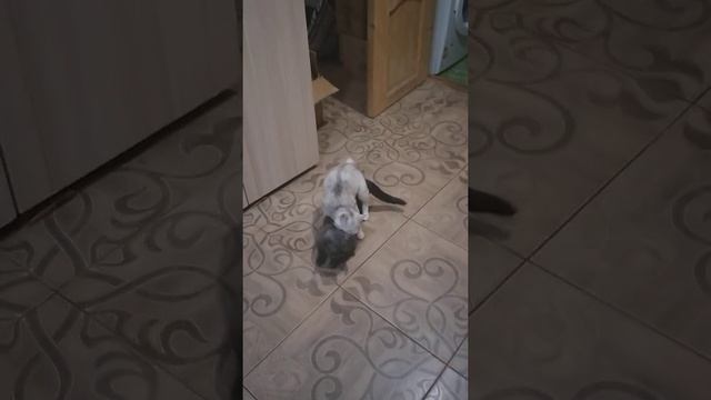 Первая вязка 5-ти месячного кота смотреть онлайн