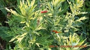 Полынь обыкновенная Ауреовариегата ? обзор: как сажать, рассада полыни Ауреовариегата