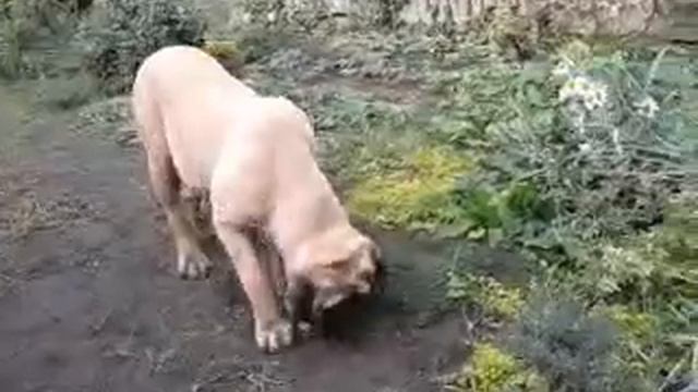 English Mastiff puppies 9 мес смотреть онлайн