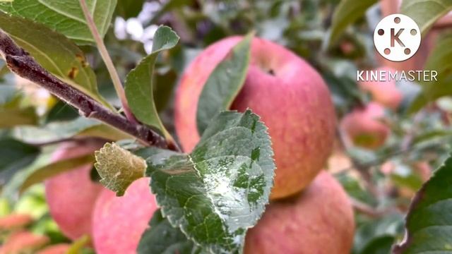 Фуджи,любимый сорт яблок) смотреть онлайн