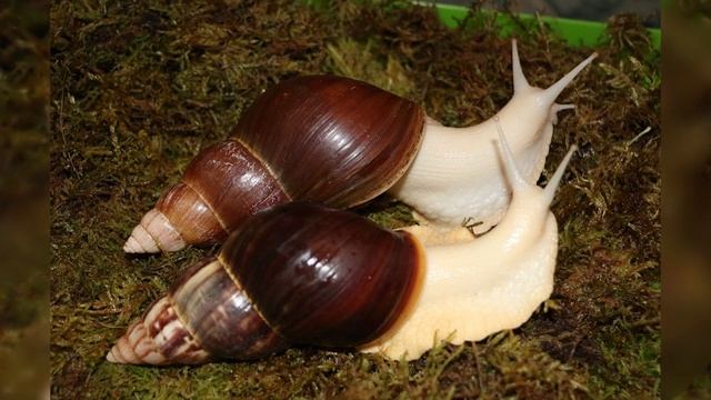 Улитки ахатины фулика – описание вида, уход и содержание смотреть онлайн