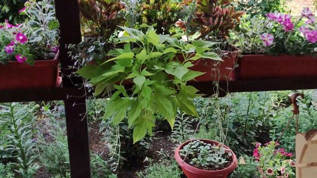 Ампельные растения для кашпо.Самые неприхотливые и быстрорастущие лианы украсят Ваш сад. Обзор. смотреть онлайн