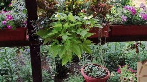 Ампельные растения для кашпо.Самые неприхотливые и быстрорастущие лианы украсят Ваш сад. Обзор.